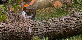 Best Tree Maintenance Programs  in West Simsbury, CT