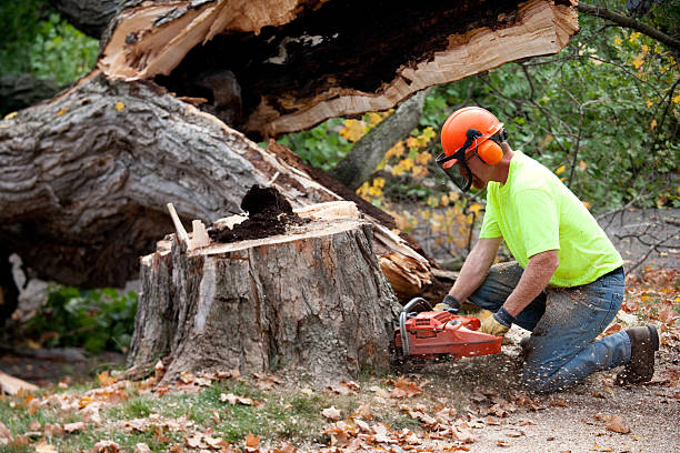 Best Tree Health Inspection  in West Simsbury, CT