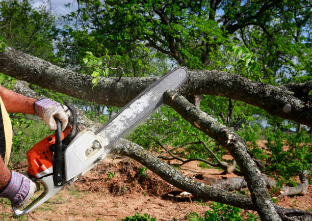 Best Tree Cabling and Bracing  in West Simsbury, CT